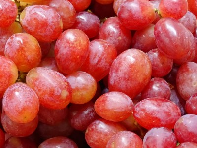Rode druiven, pitloos