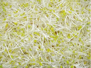 Alfalfa, 100 gram
